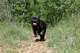 STAFFIE 235